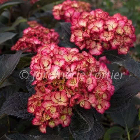 Hydrangée macrophylla "Eclipse"