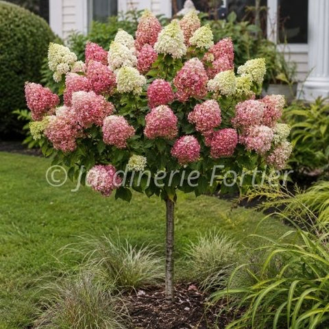 Hydrangée paniculata "Quick Fire Fab" sur tige