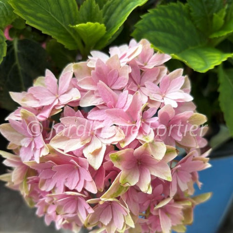 Hydrangée "Bloomstruck"