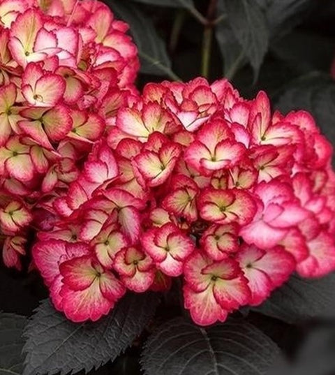 Hydrangée macrophylla "Eclipse"