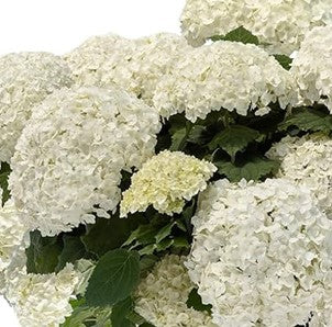 Hydrangée "Flowerfull"