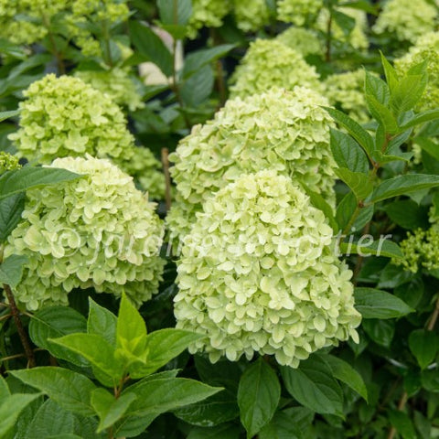 Hydrangée "Limelight"