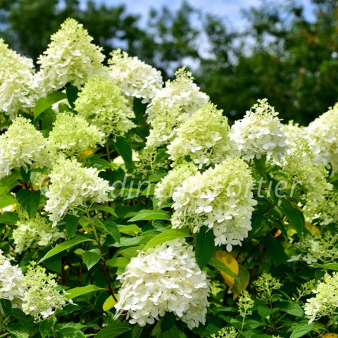 Hydrangée "Limelight prime"