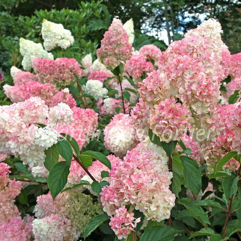 Hydrangée "Vanille-Fraise"