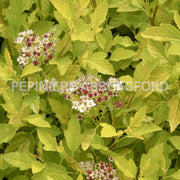 Physocarpus "Raspberry lemonade"