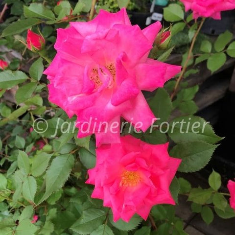 Rosier arbustif "Les Impatiens"