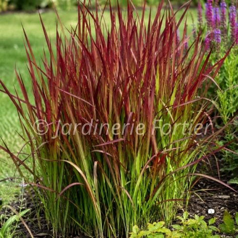 Imperata cylindrica "Red Baron"