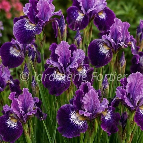 Iris "Lady Vanessa"