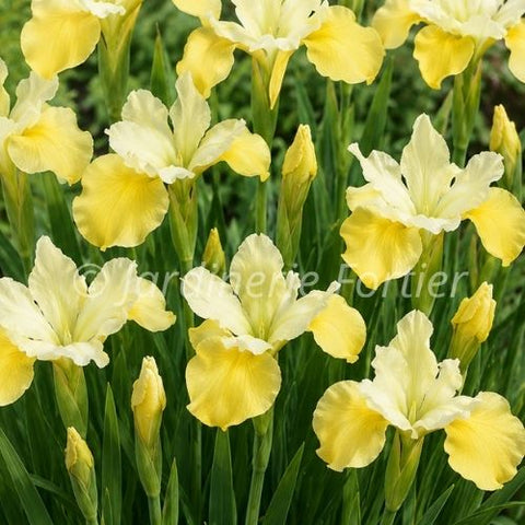 Iris "Butter and Sugar"