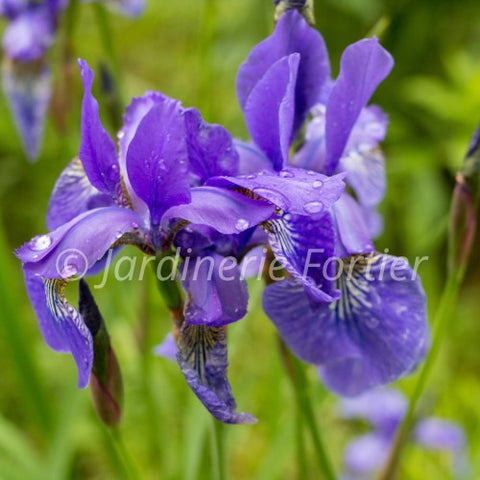 Iris "Ruffled Velvet"