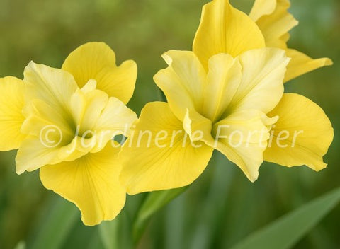 Iris "Sunfisher"