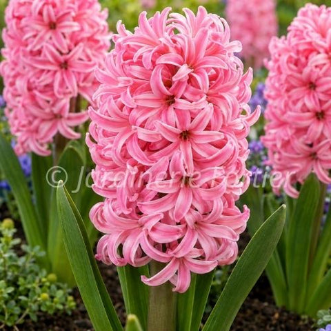 Bulbe de Jacinthe "Pink Pearl"