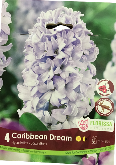 Bulbe de Jacinthe "Caribbean Dream"