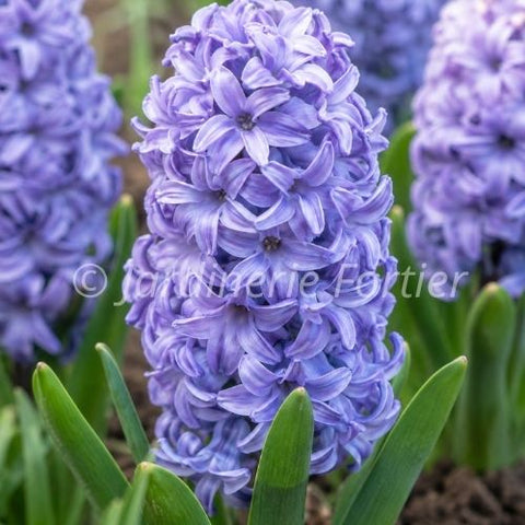 Bulbe de Jacinthe "Delft Blue"