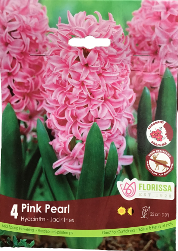 Bulbe de Jacinthe "Pink Pearl"