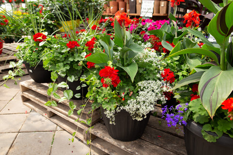 Pots et arrangements pour  patio