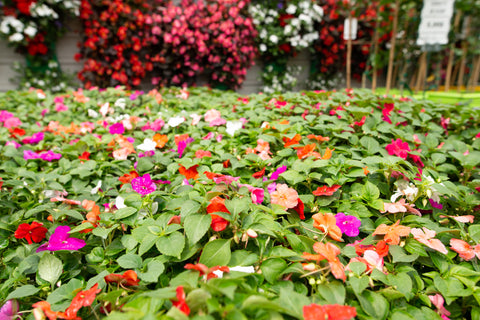 Caissettes de fleurs