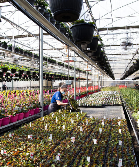 Visite des serres de production