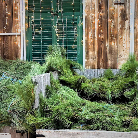Paquet de branche de pin naturelle