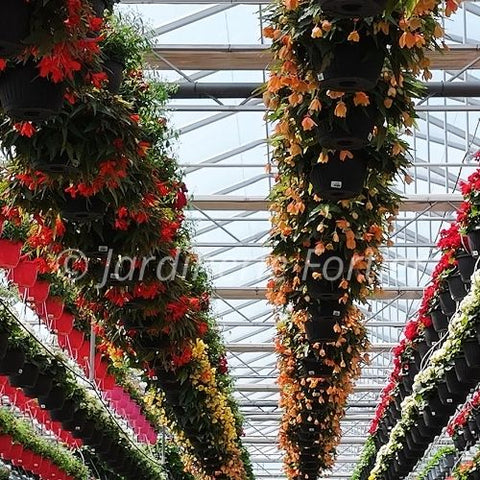 Visite de serre de production (photo de nos serres + drone)