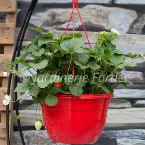 Jardinière de fraise Delizz