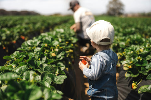 Pour une expérience unique d'autocueillette et pour savourer le goût frais des récoltes locales, rendez-vous à la Jardinerie Fortier cet été ! Restez informé en visitant régulièrement notre site web ou en contactant notre ligne Info-Champs.