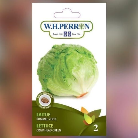 Semence de "Laitue pommée Iceberg" enrobée non traité