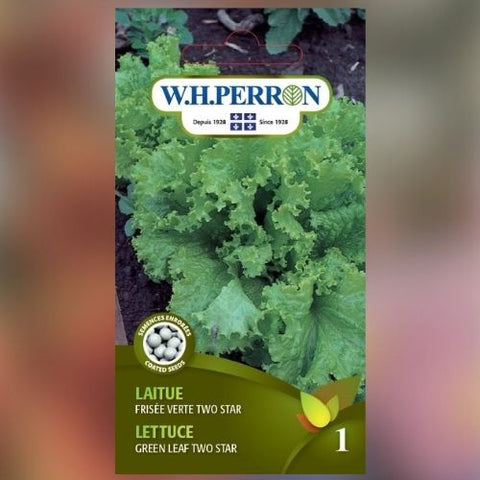 Semence de "Laitue frisée vert enrobée"