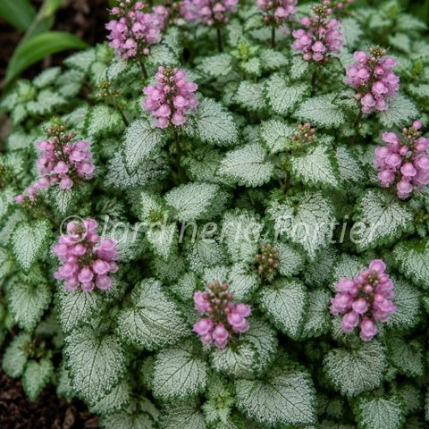 Lamium "Pink Pewter"