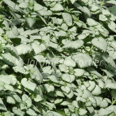 Lamium "White Nancy"