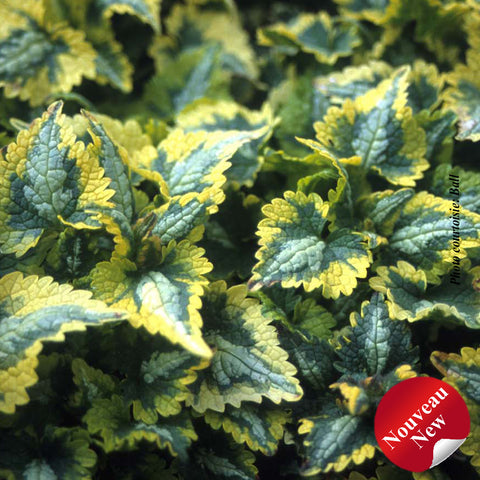 Lamium "Golden Anniversary"