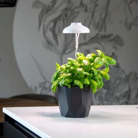 Lampe de croissance LED pour plante
