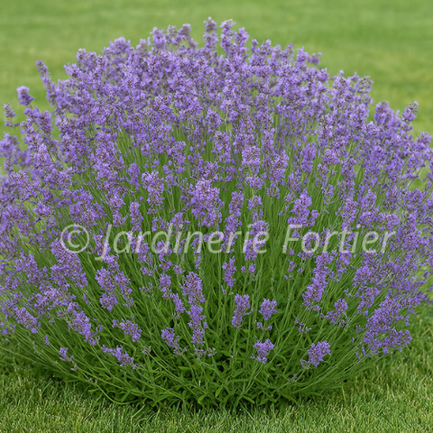 Lavande angustifolia "Munstead"