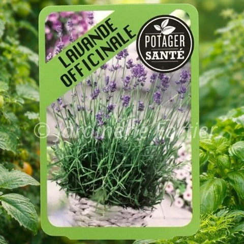 Lavande Officinale / Potager Santé
