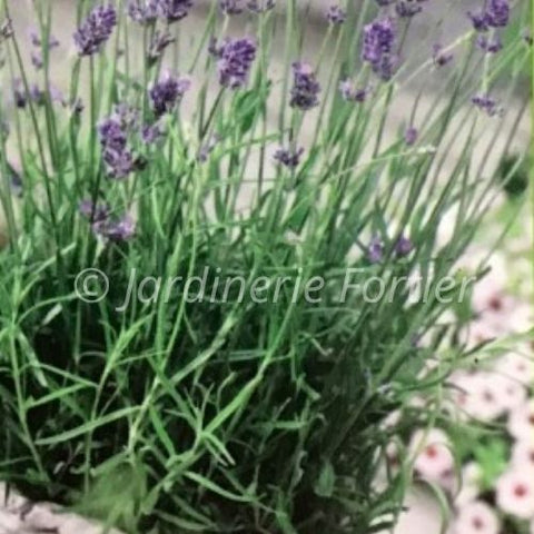 Lavande Officinale / Potager Santé