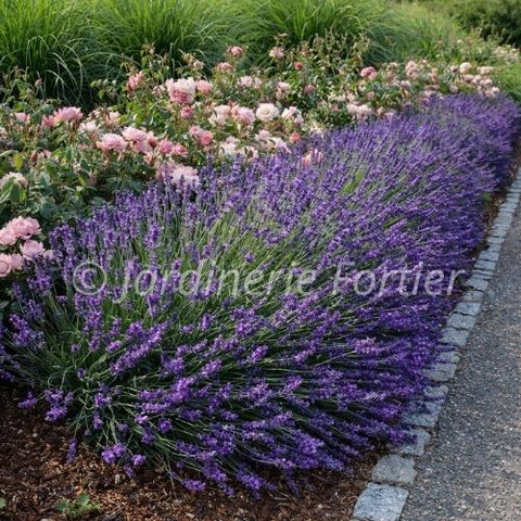Lavandula "Blue Jeans"