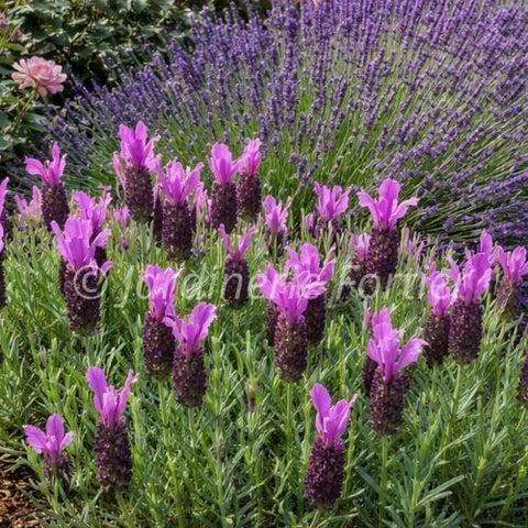 Lavandula "Dark Violet"