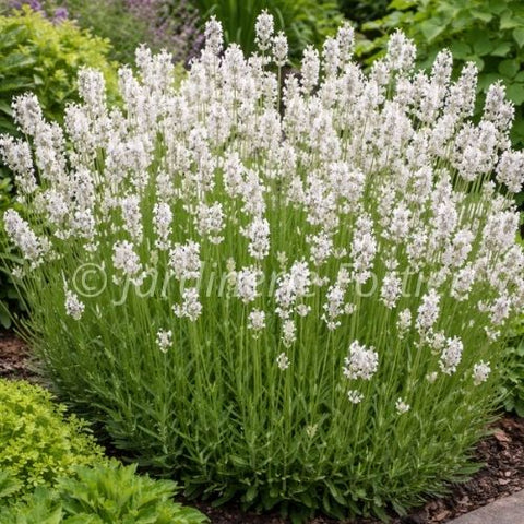 Lavandula "Exceptional"