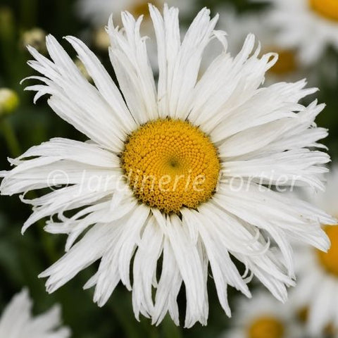 Leucanthemum Amazing  "Daisies Spun Silk"