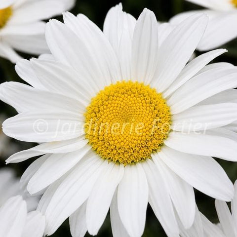 Leucanthemum "Madonna"