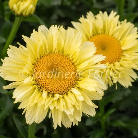 Leucanthemum "Sweet Daisy Izabel"