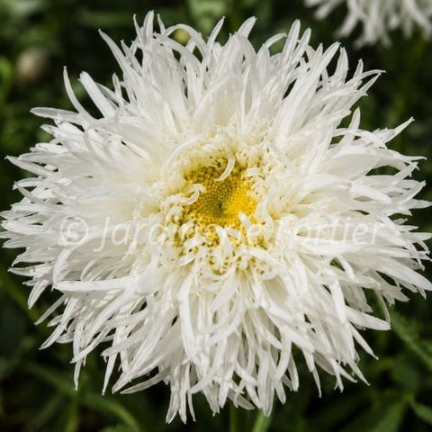Leucanthemum "Aglaia"