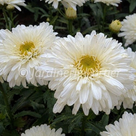 Leucanthemum "Sweet Daisy Chloe"