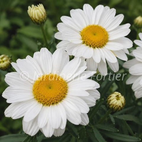 Leucanthemum "Sweet Daisy Shelly"