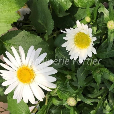 Leucanthemum "Sweet Daisy Birdy"