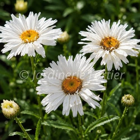 Leucanthemum "Make My Daisy Crazy"