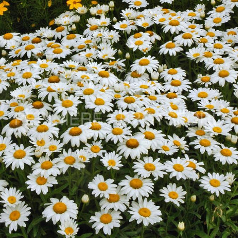 Leucanthemum "Snowcap"