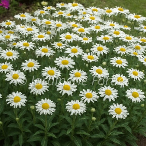 Leucanthemum "Snowcap"
