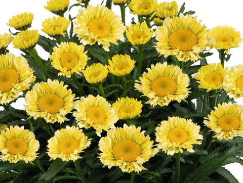 Leucanthemum "Sweet Daisy Izabel"