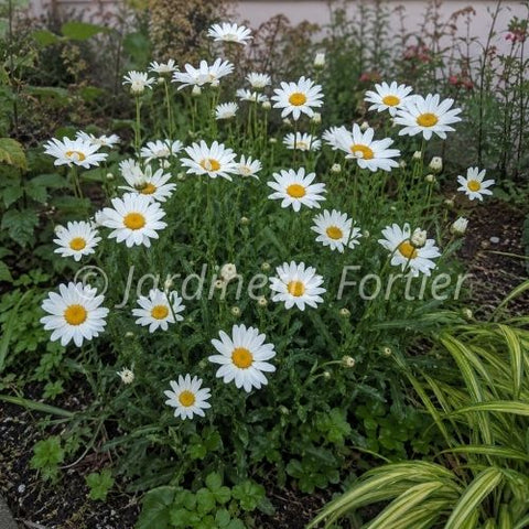Leucanthemum "Becky"